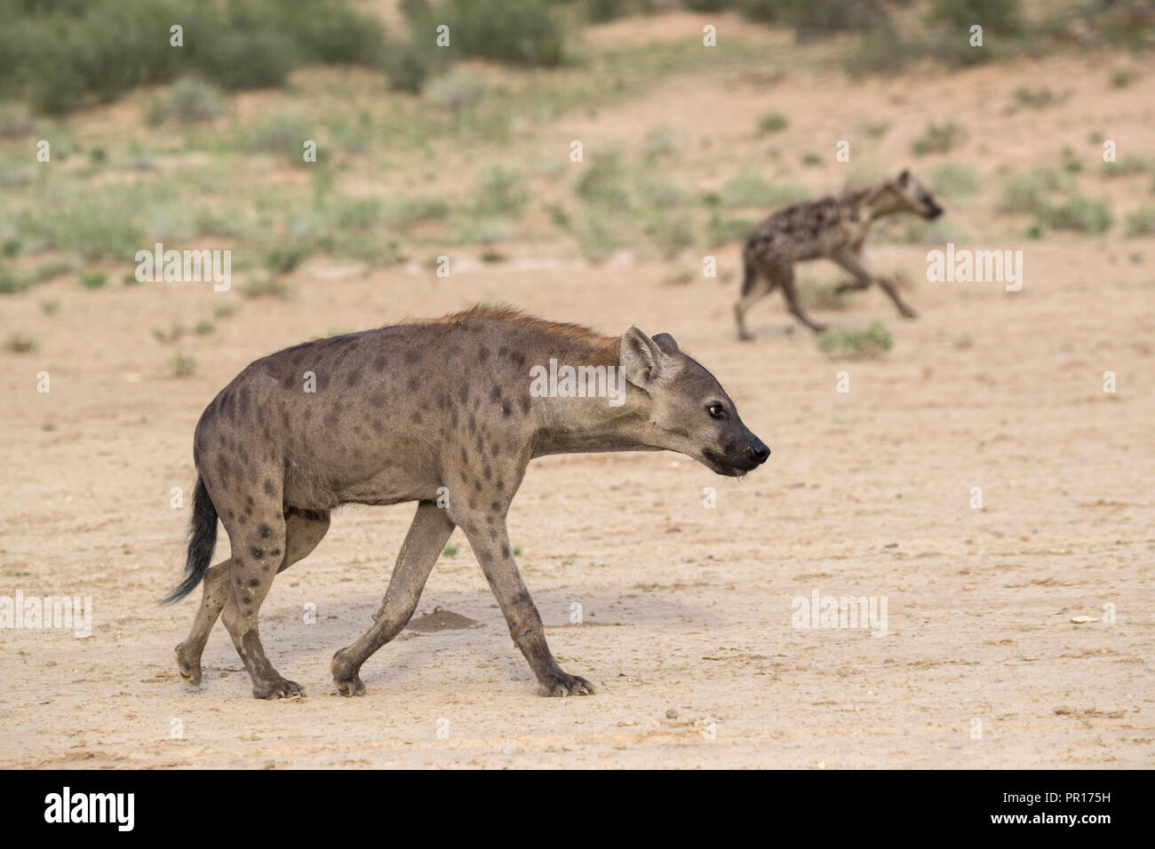 Spotted hyaena (Crocuta crocuta), Kgalagadi Transfrontier Park, Northern Cape, South Africa, Africa Stock Photo