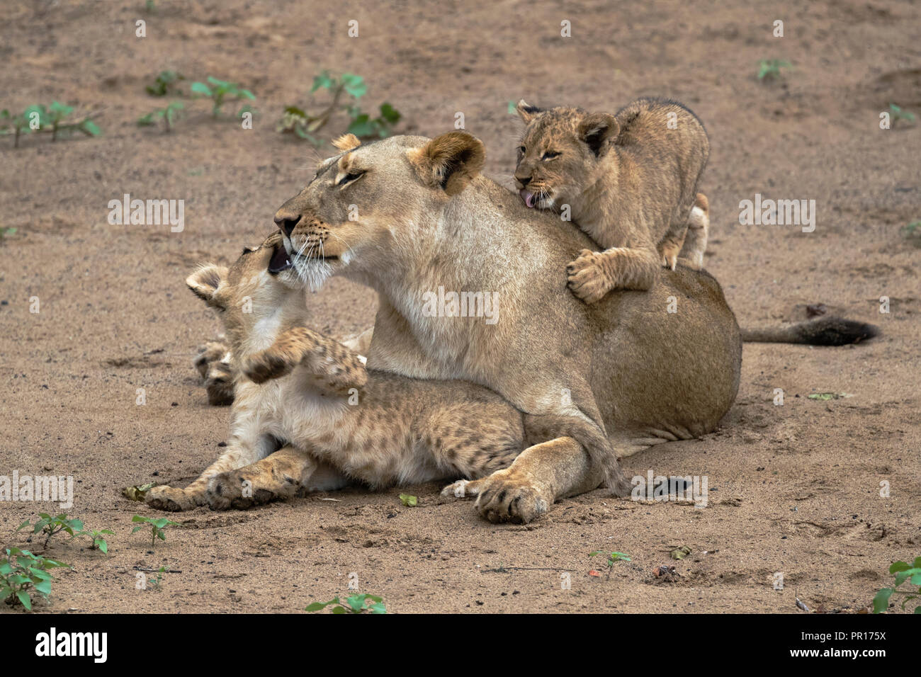 Lioness (Panthera leo) playing and bonding with cubs, Zimanga Private Game Reserve, KwaZulu-Natal, South Africa, Africa Stock Photo