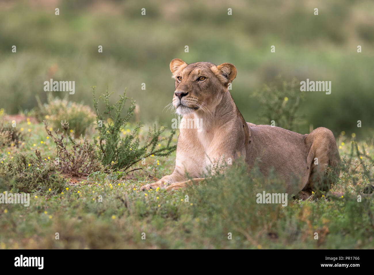 Lioness (Panthera leo) watching prey, Kgalagadi Transfrontier Park, South Africa, Africa Stock Photo