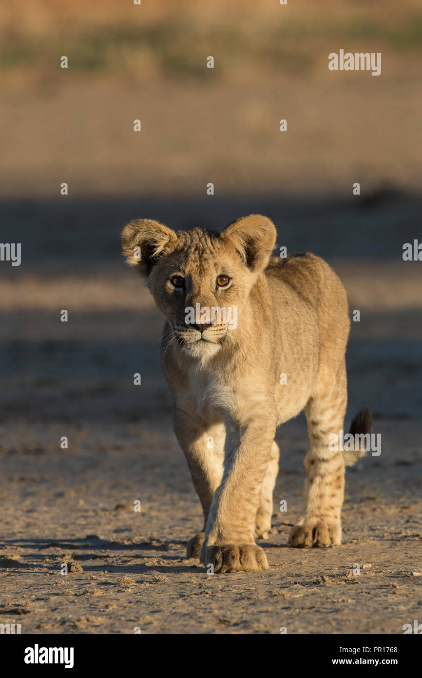Lion (Panthera leo) cub, Kgalagadi Transfrontier Park, South Africa, Africa Stock Photo