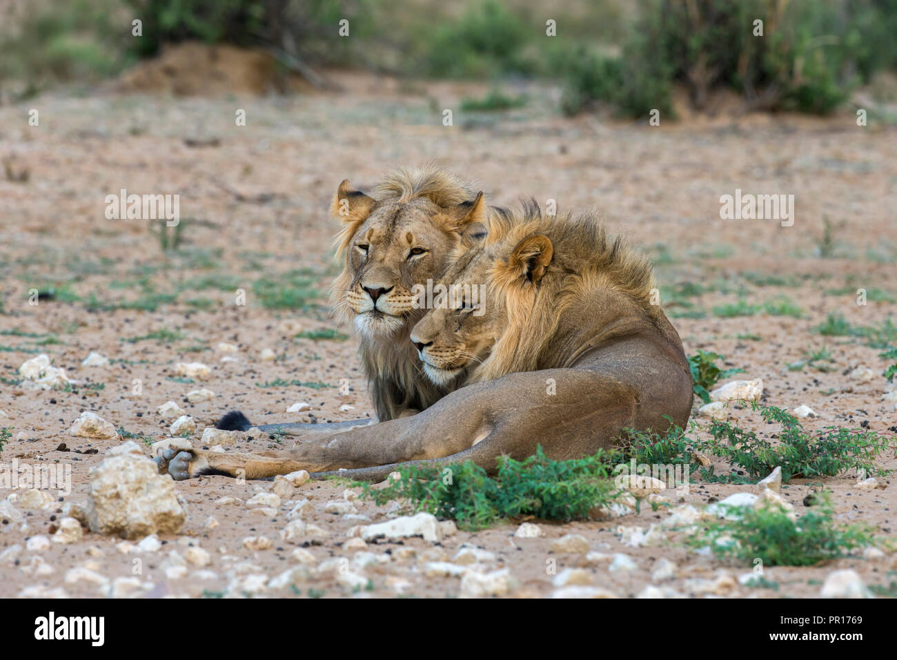 Lion (Panthera leo) brothers, Kgalagadi Transfrontier Park, South Africa, Africa Stock Photo