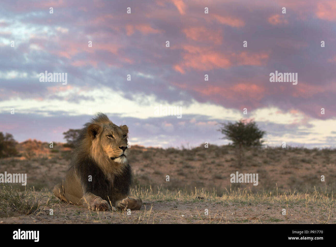 Lion south africa scenery hi-res stock photography and images - Alamy