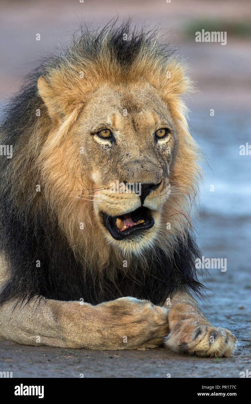 Lion (Panthera leo) male, Kgalagadi Transfrontier Park, South Africa, Africa Stock Photo