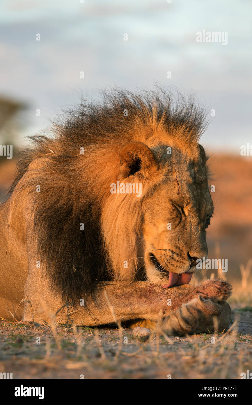 Lion (Panthera leo) male grooming, Kgalagadi Transfrontier Park, South Africa, Africa Stock Photo
