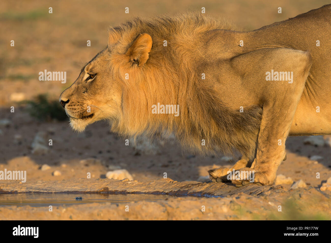 Lion (Panthera leo) male drinking, Kgalagadi Transfrontier Park, South Africa, Africa Stock Photo