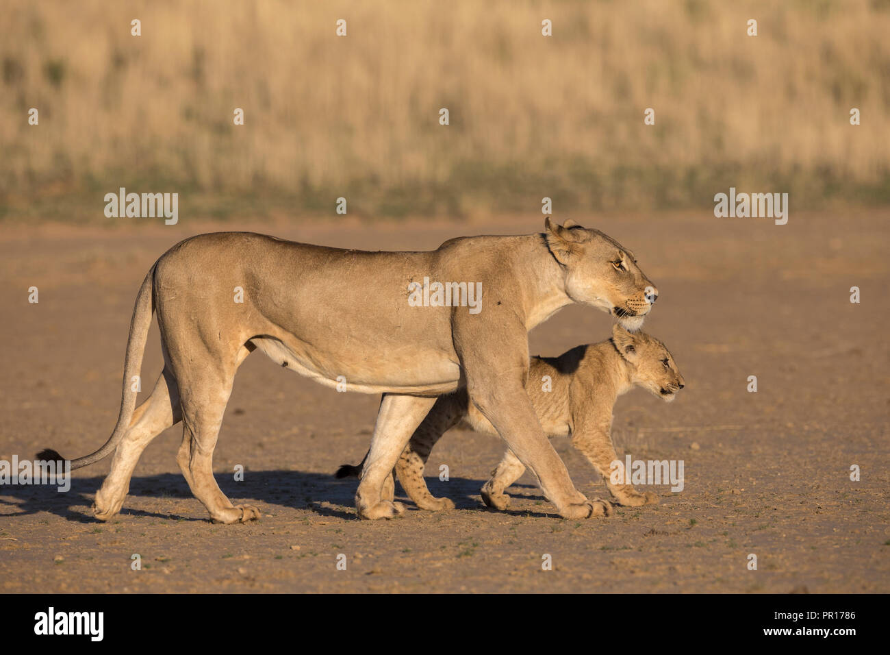 Lioness with cub (Panthera leo), Kgalagadi Transfrontier Park, South Africa, Africa Stock Photo