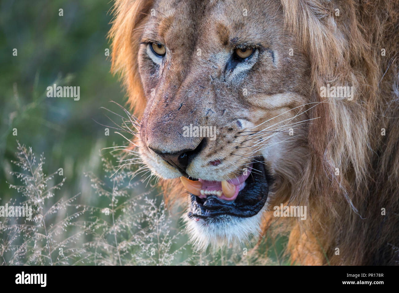Lion (Panthera leo), Zimanga Private Game Reserve, KwaZulu-Natal, South Africa, Africa Stock Photo