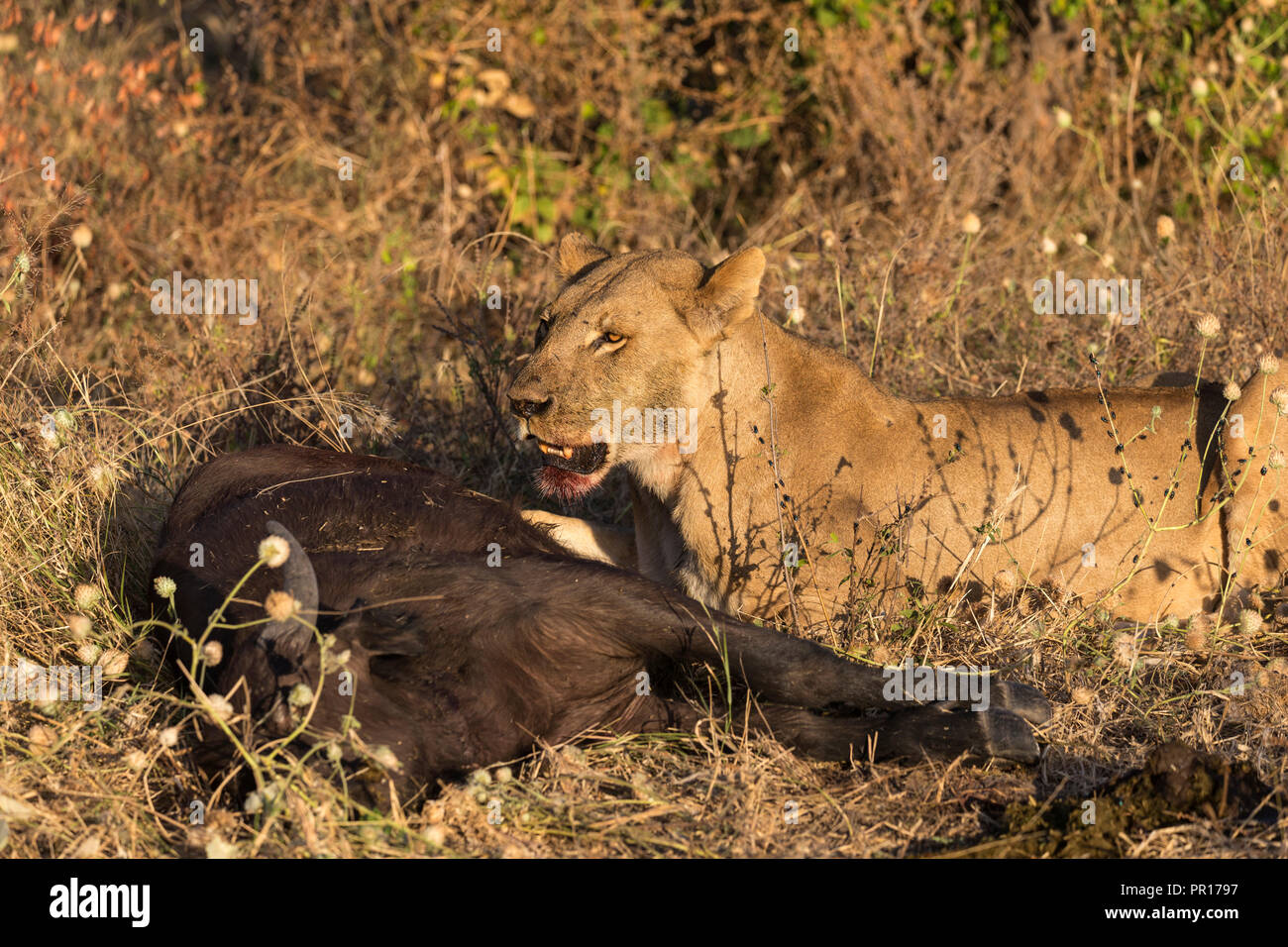 Lioness (Panthera leo) feeding on young Cape buffalo (Syncerus caffer), Chobe National Park, Botswana, Africa Stock Photo