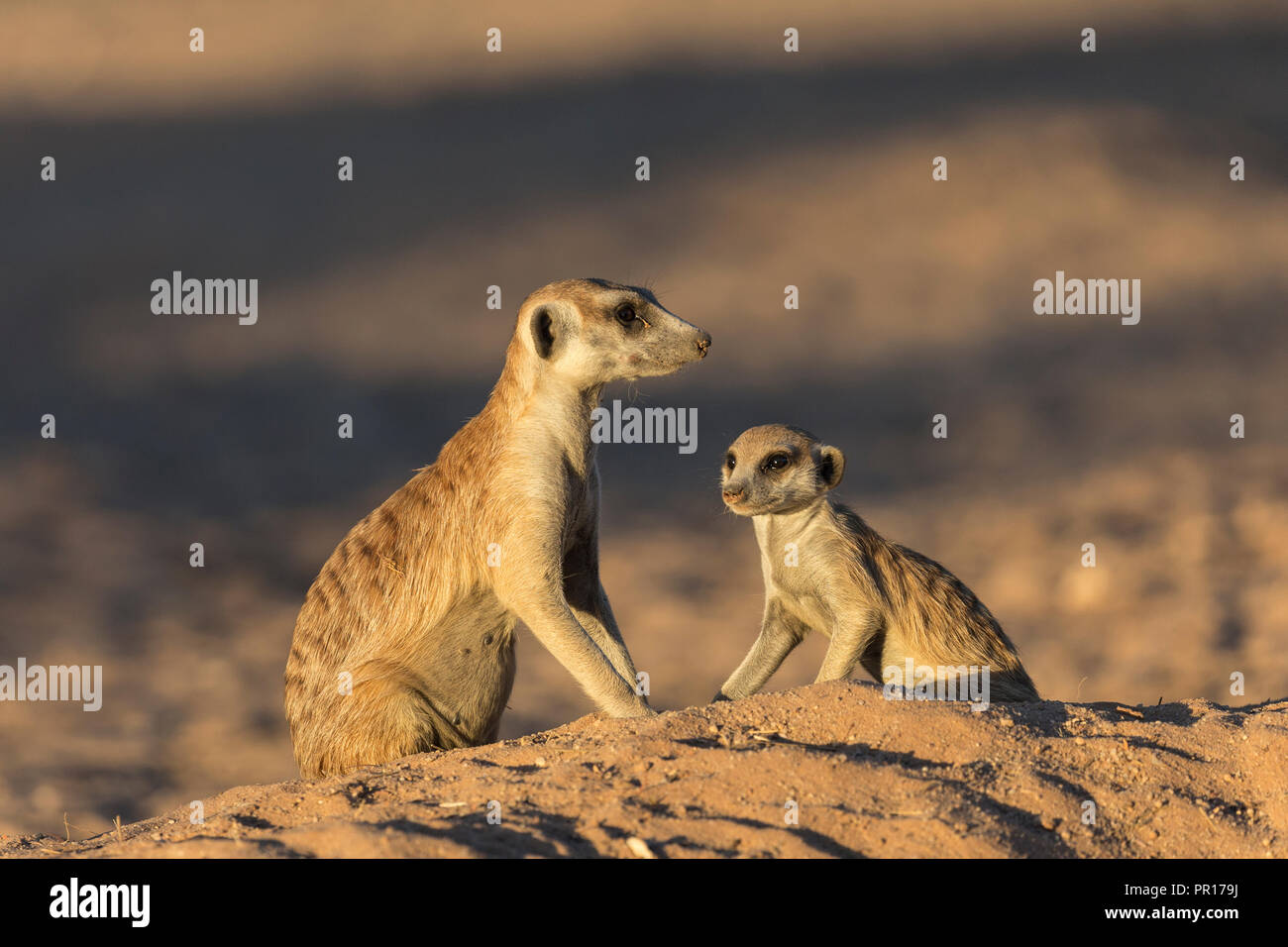 Meerkats (Suricata suricatta), Kgalagadi Transfrontier Park, South Africa, Africa Stock Photo