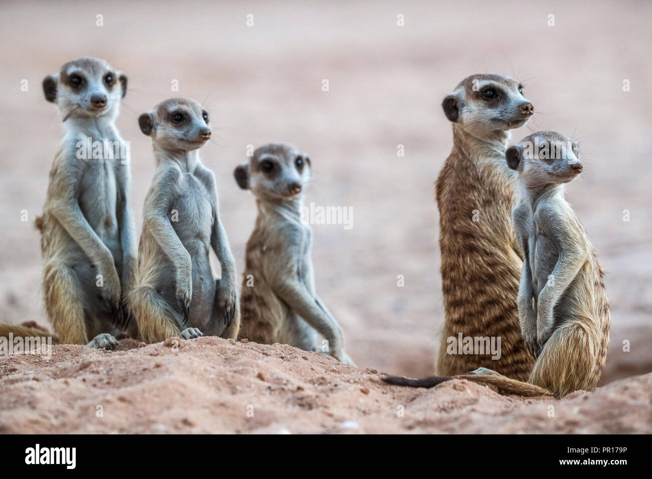 Meerkats (Suricata suricatta) at den, Kgalagadi Transfrontier Park, South Africa, Africa Stock Photo