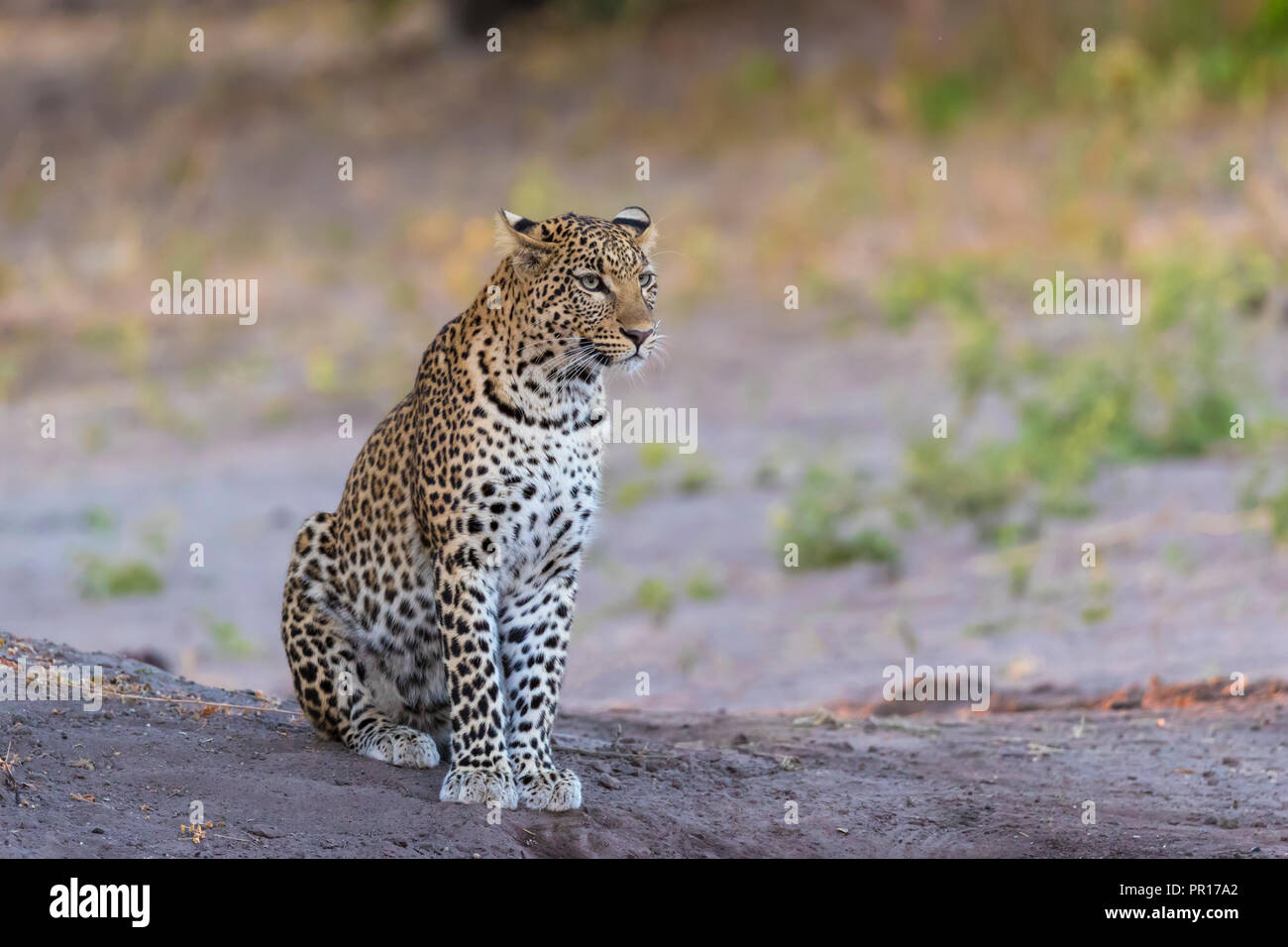 Leopard (Panthera pardus) female, Chobe National Park, Botswana, Africa Stock Photo