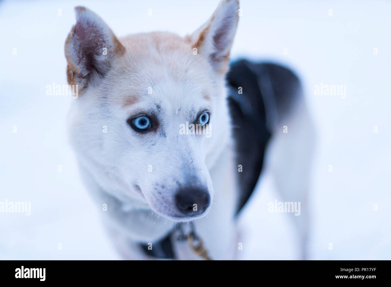 Husky Farm, Lapland, Finland, Europe Stock Photo Alamy