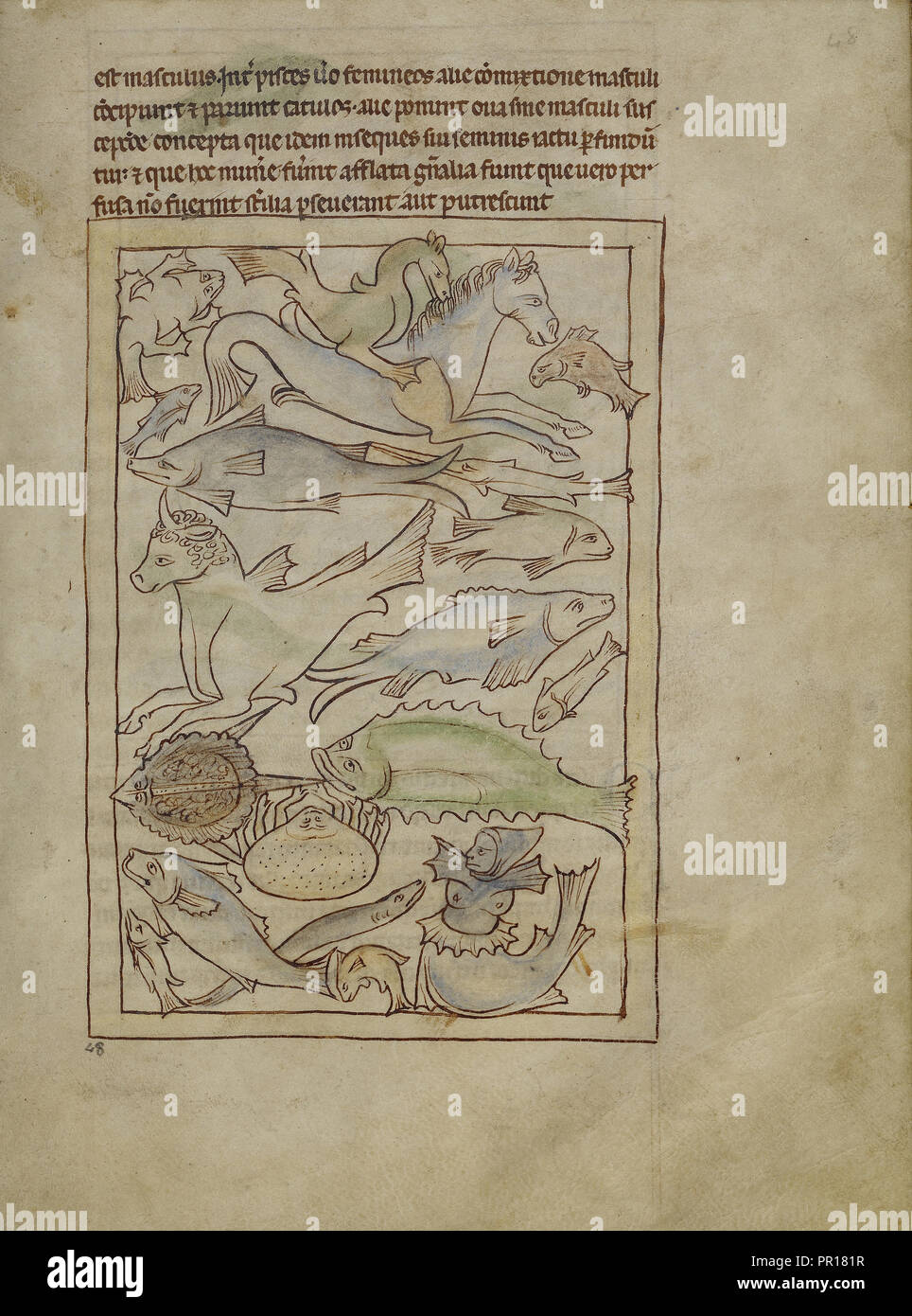 Fish and Sea Monsters; England; about 1250 - 1260; Pen-and-ink drawings tinted with body color and translucent washes Stock Photo
