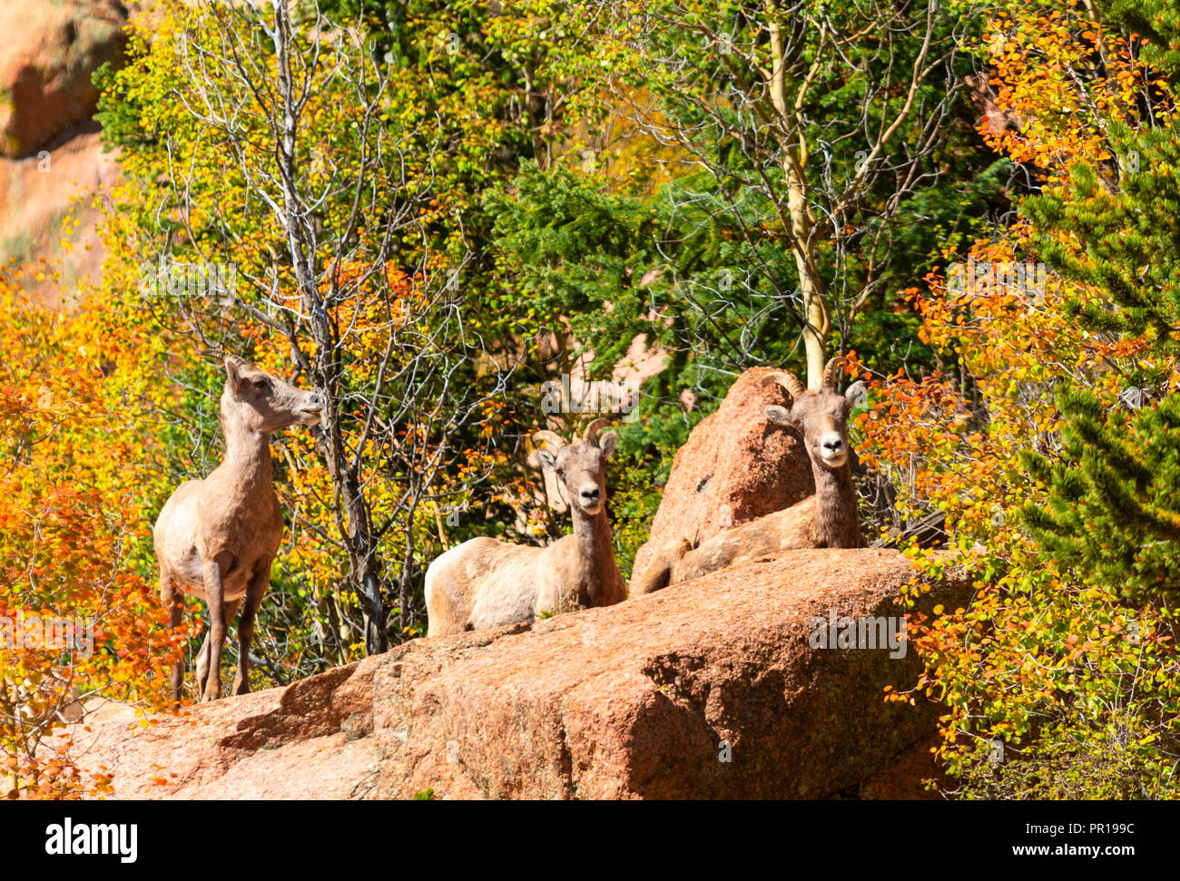 Three bighorn sheep on a Rocky Mountain ledge in autumn as the aspen ...