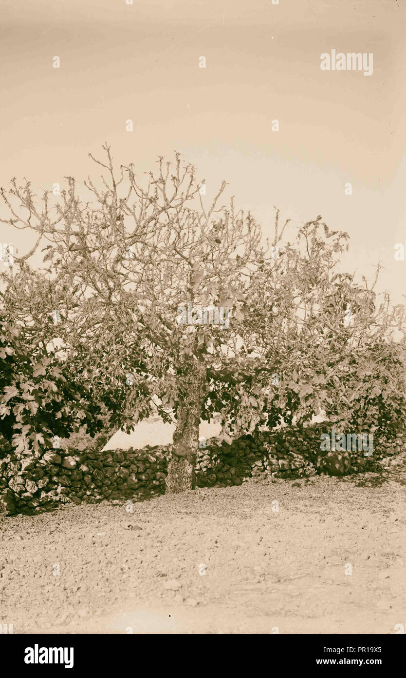 The terrible plague of locusts in Palestine, March-June 1915. Locusts denuding a fig tree. 1915 Stock Photo