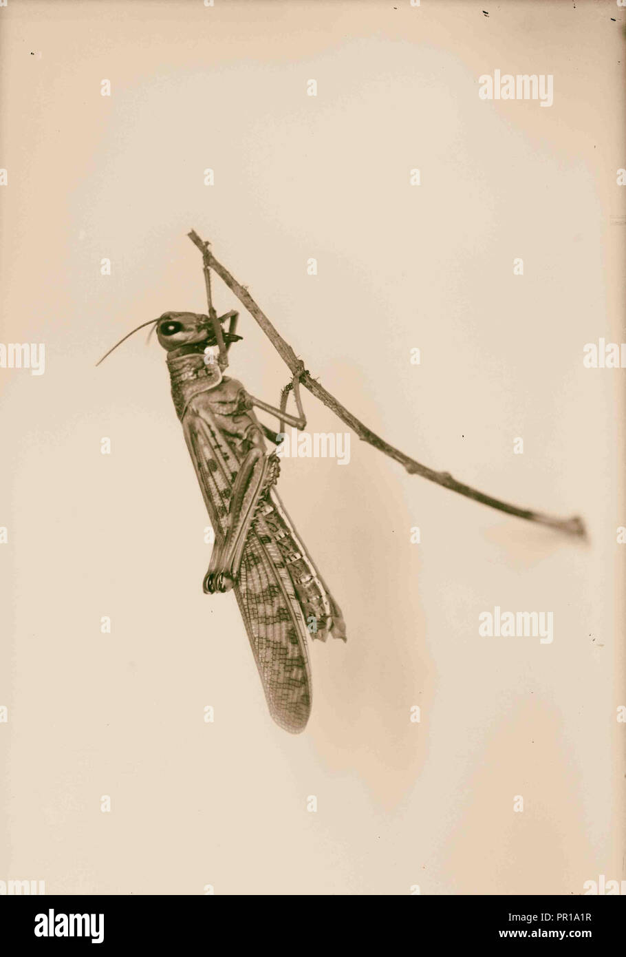 The terrible plague of locusts in Palestine, MarchJune 1915. The imago