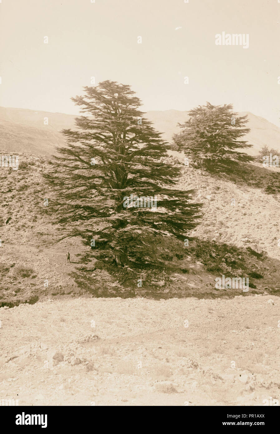 The cedars of Lebanon, Cedrus Libani Barr. Cedars of Lebanon. 1900, Lebanon Stock Photo