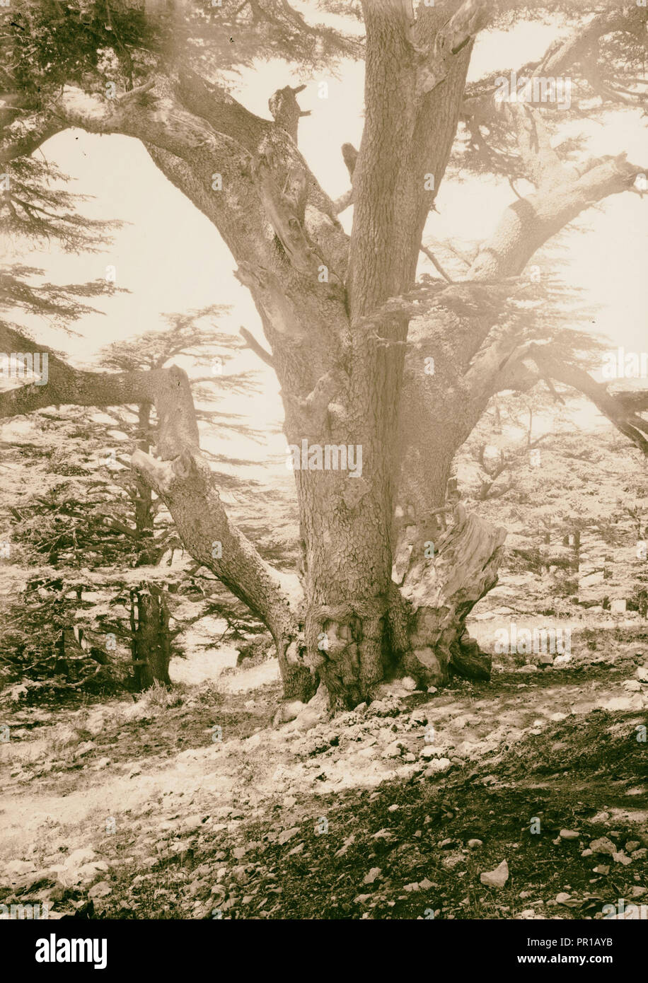 The cedars of Lebanon, Cedrus Libani Barr. Oldest of cedars of Lebanon. 1900, Lebanon Stock Photo