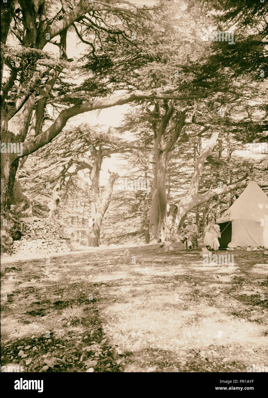 The cedars of Lebanon, Cedrus Libani Barr. Camping among the cedars. 1900, Lebanon Stock Photo