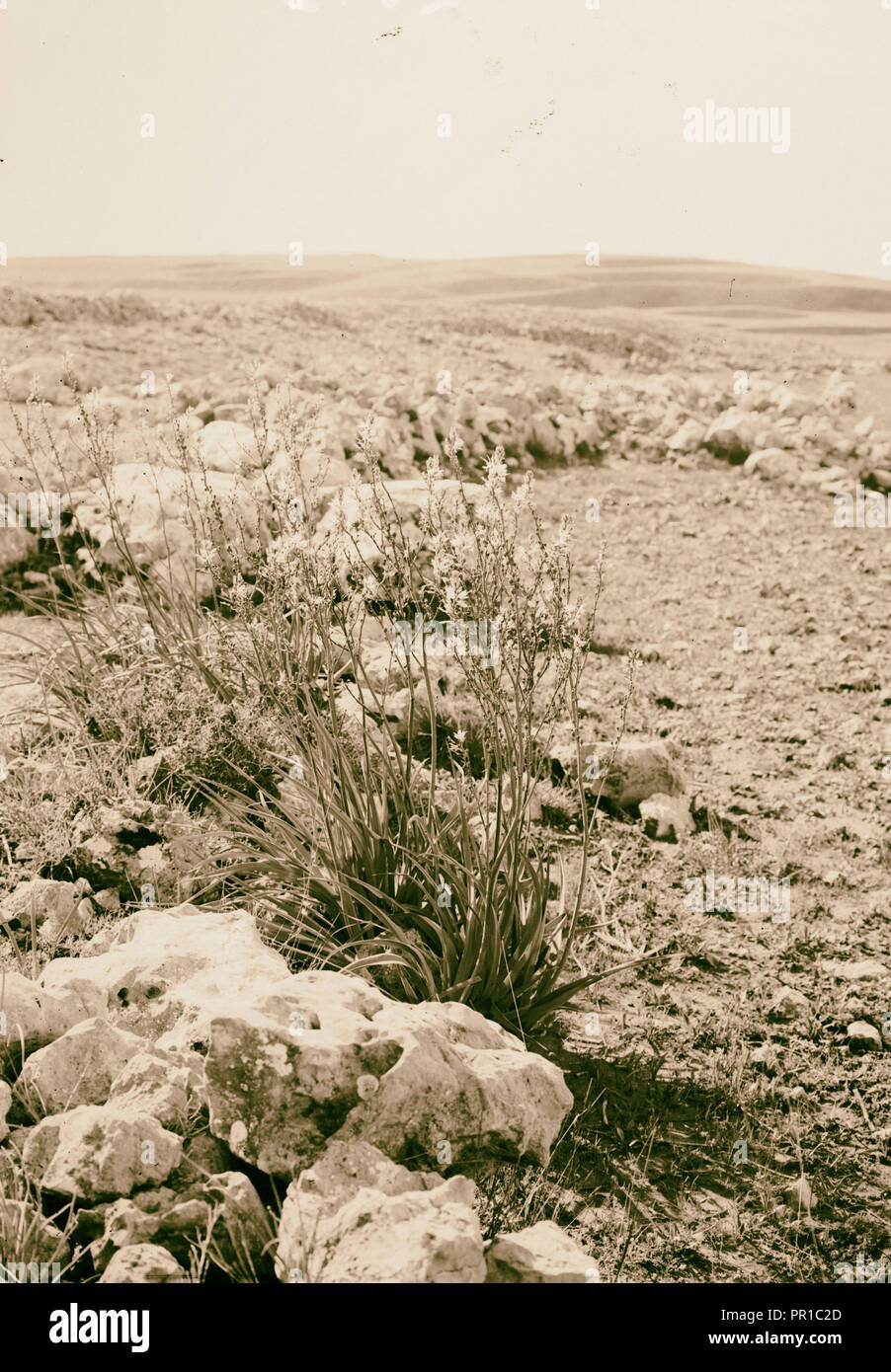 Wild flowers of Palestine. Asphodel (Asphodelus microcarpus Viv.). 1900 Stock Photo