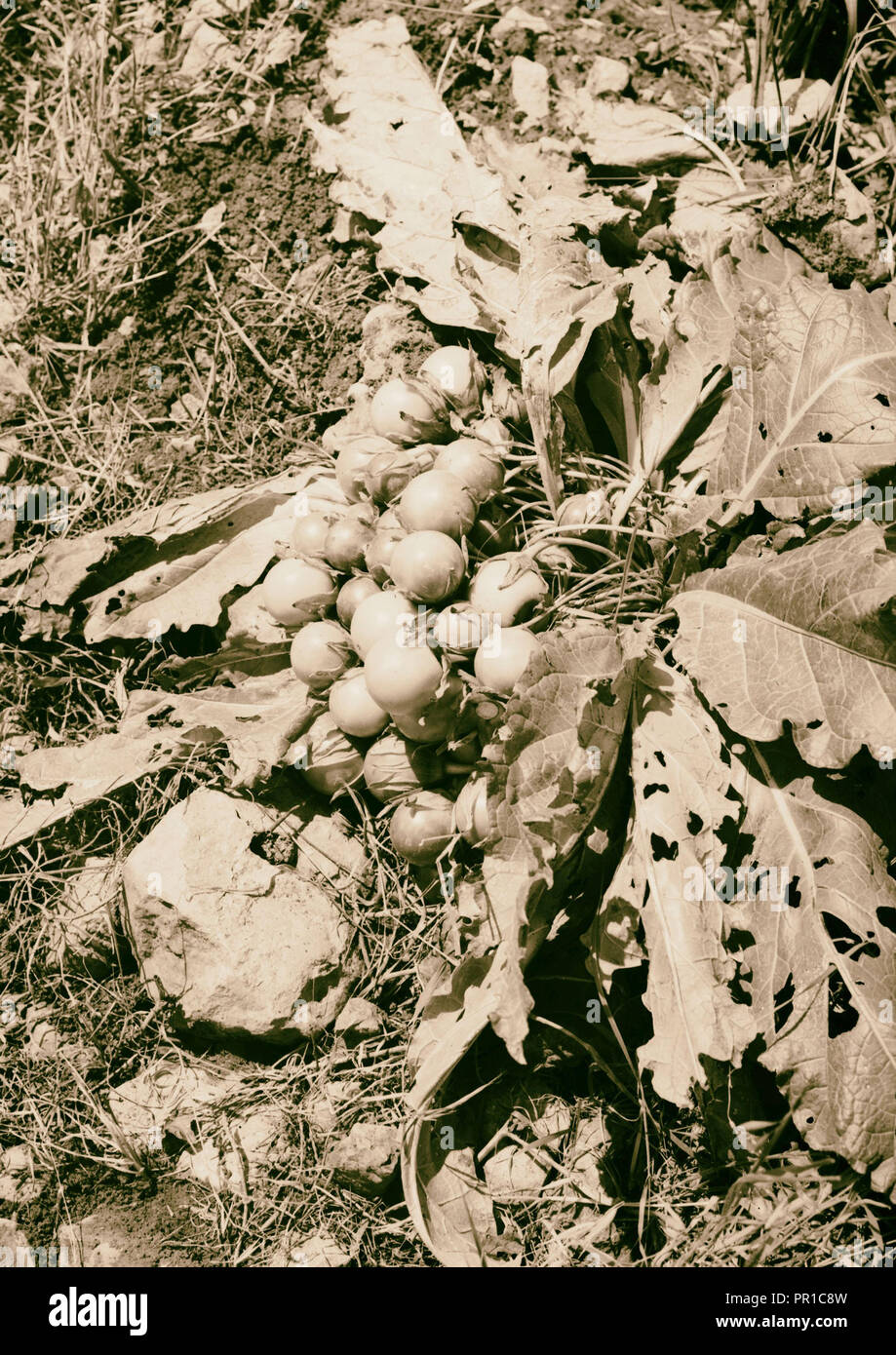 Wild flowers of Palestine. Mandrake with fruit (Mandragora officinarum L.). 1900 Stock Photo