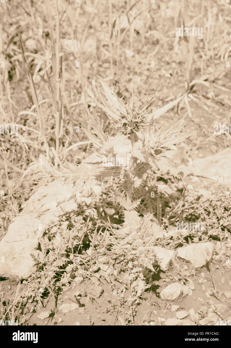 Wild flowers of Palestine. Gundelia (G. Tournefortii L.). 1900 Stock Photo