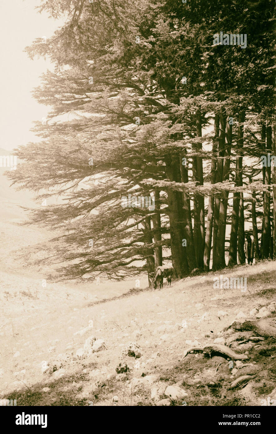 Trees and shrubs. Cedars of Lebanon. (Cedrus libani Barr.). 1900 Stock Photo