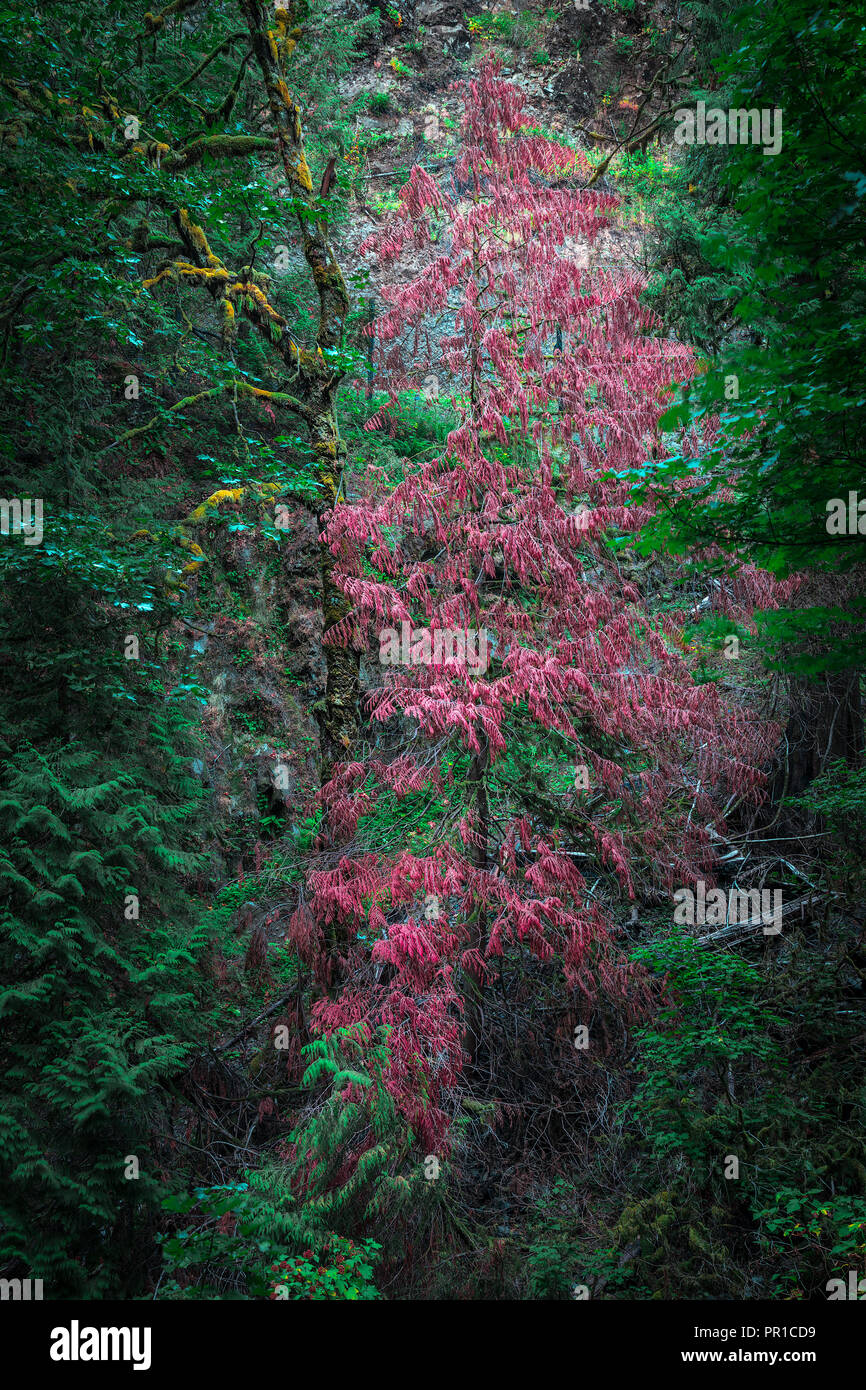Troutdale hires stock photography and images Alamy