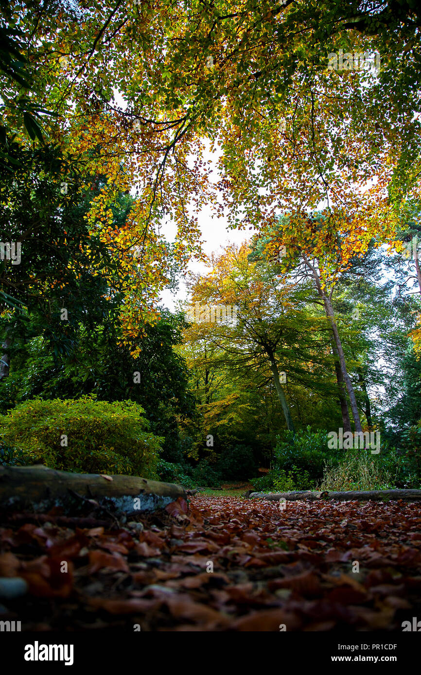 Golden carpet autumn leaves hi-res stock photography and images - Alamy