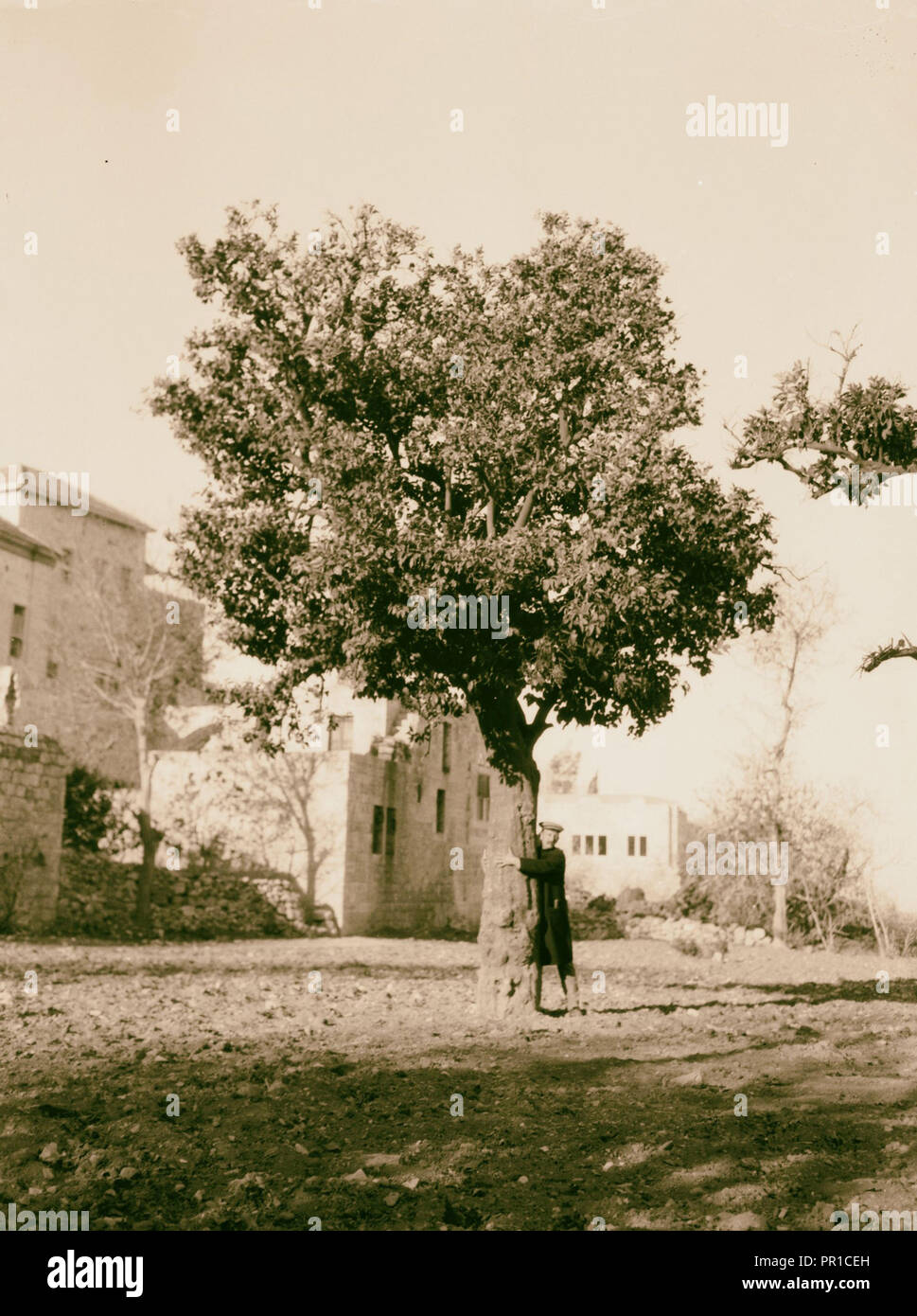 Trees and shrubs Bitter orange tree. (Citrus Bigaradia Lois.). 1900, Middle East Stock Photo