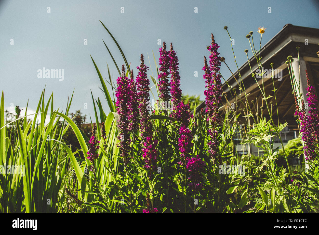 Purple flowers in grass and building behind them Stock Photo