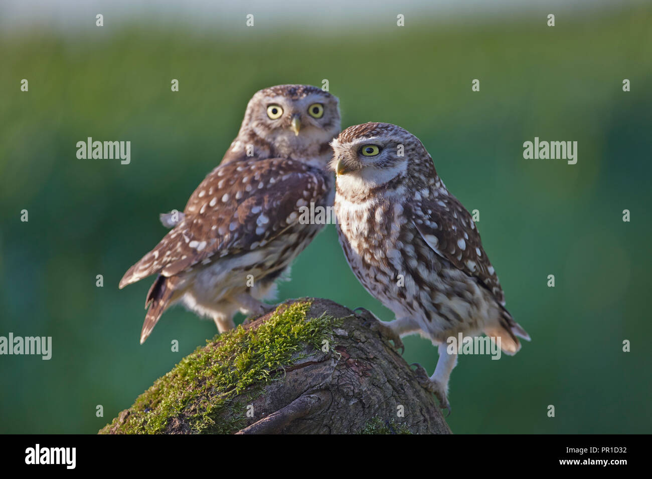 Two a pair of Little Owls, Athene noctua photographed at the Les Gibbon Little Owl photography hide, East Yorkshire. Stock Photo