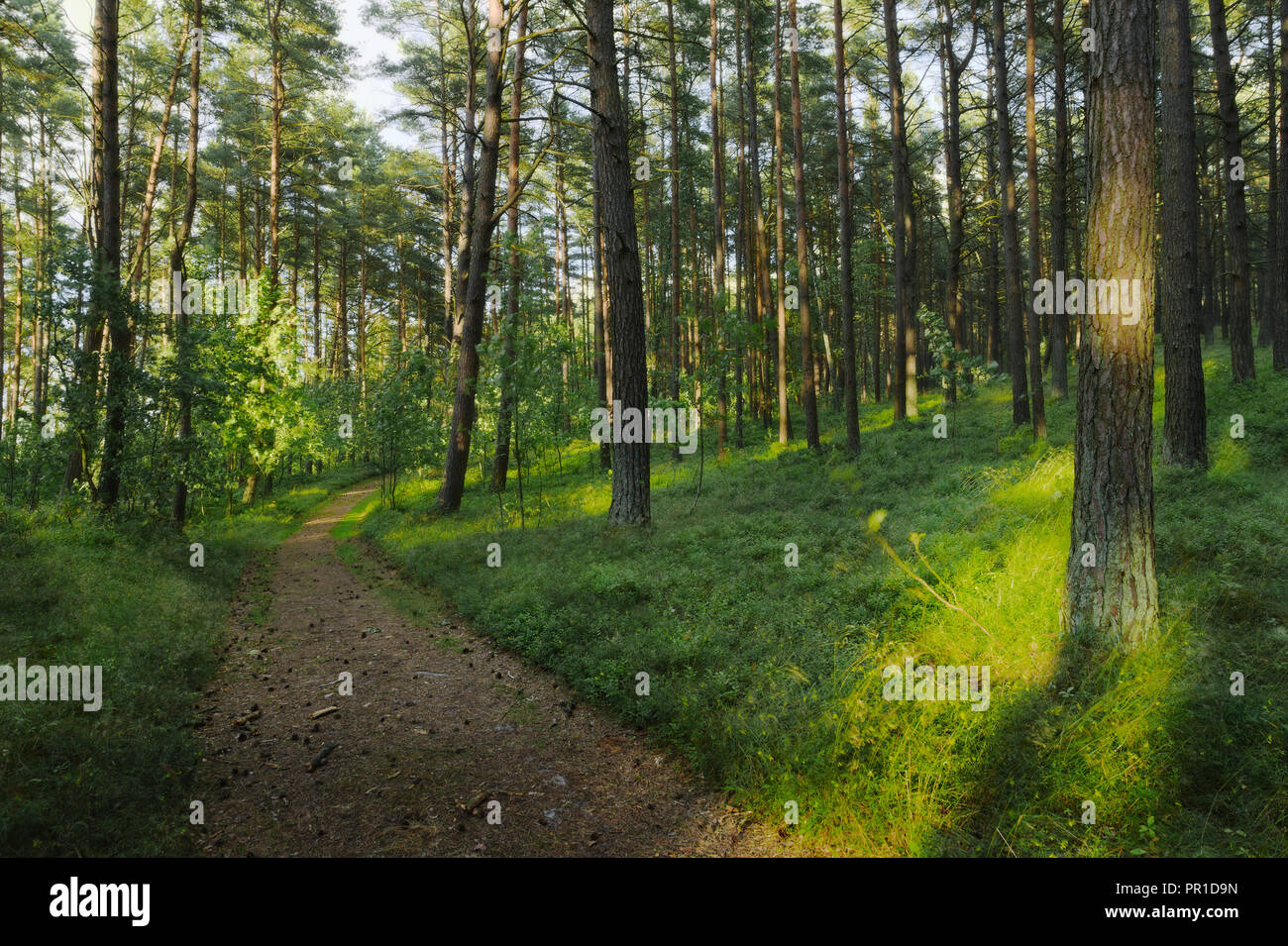 Path through evergreen coniferous pine forest. Pinewood with Scots or Scotch pine Pinus sylvestris trees growing in Pomerania, Poland. Stock Photo