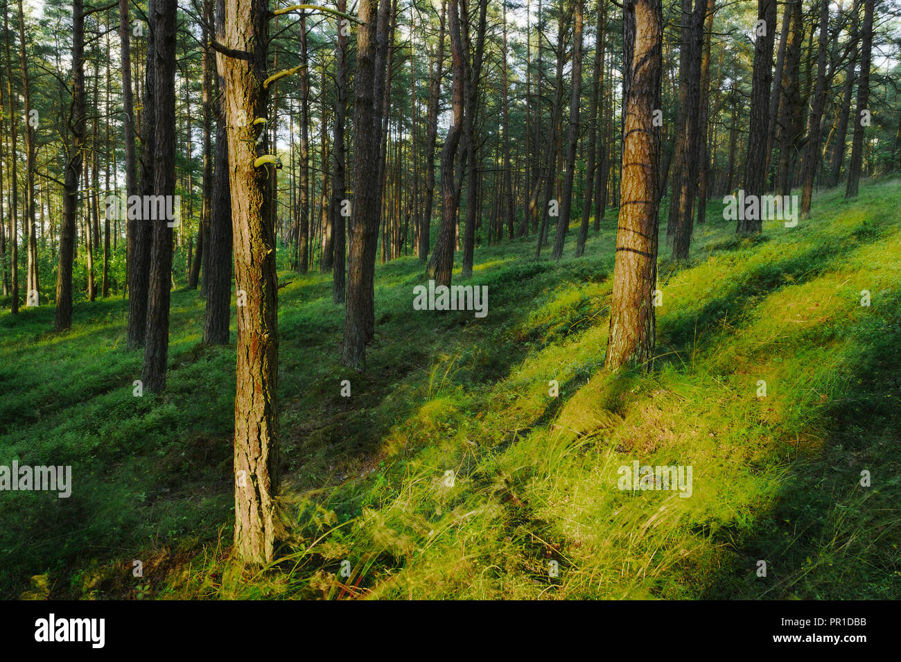 Evergreen coniferous pine forest. Pinewood with Scots or Scotch pine Pinus sylvestris trees growing in Pomerania, Poland. Stock Photo