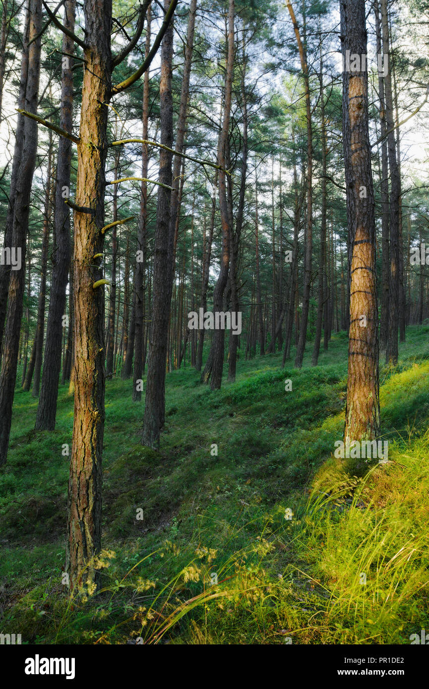 Evergreen coniferous pine forest. Pinewood with Scots or Scotch pine Pinus sylvestris trees growing in Pomerania, Poland. Stock Photo