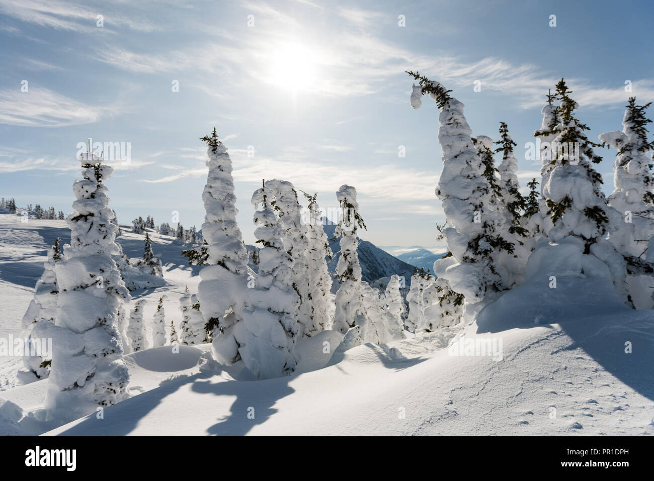 Trees during cold winter hi-res stock photography and images - Alamy