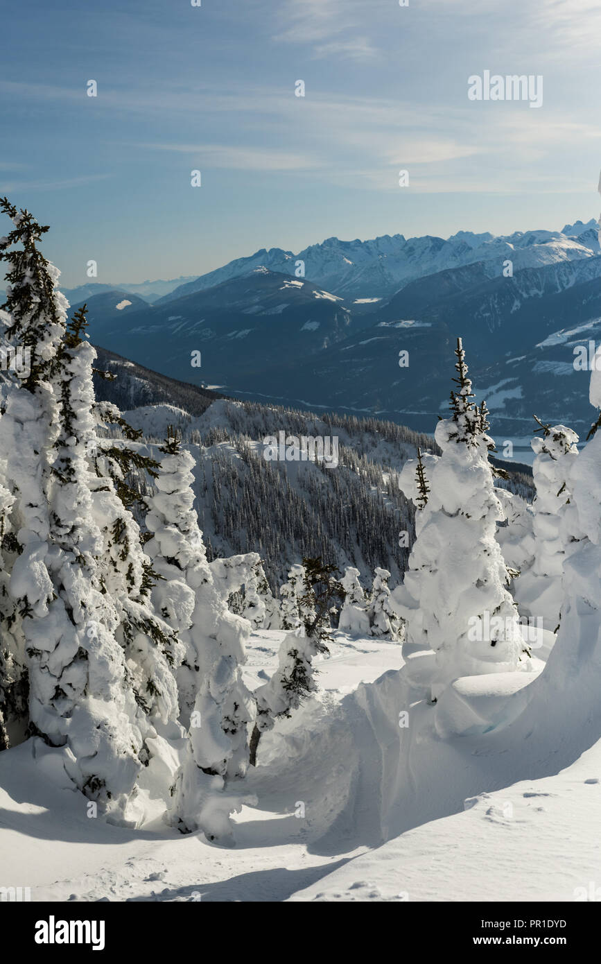 Snow covered trees during winter Stock Photo