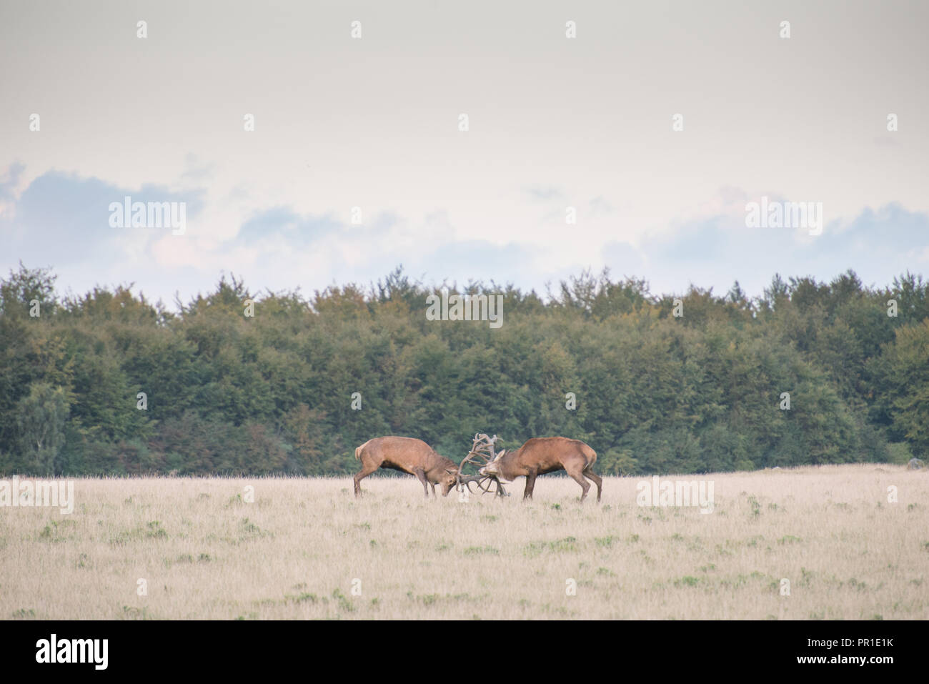 Rutting males hi-res stock photography and images - Alamy