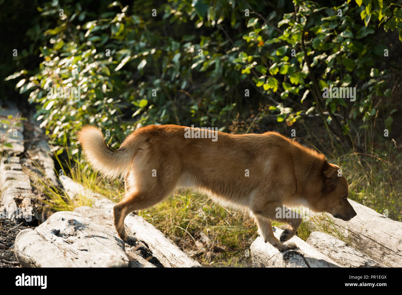 Dog walking on a rock Stock Photo