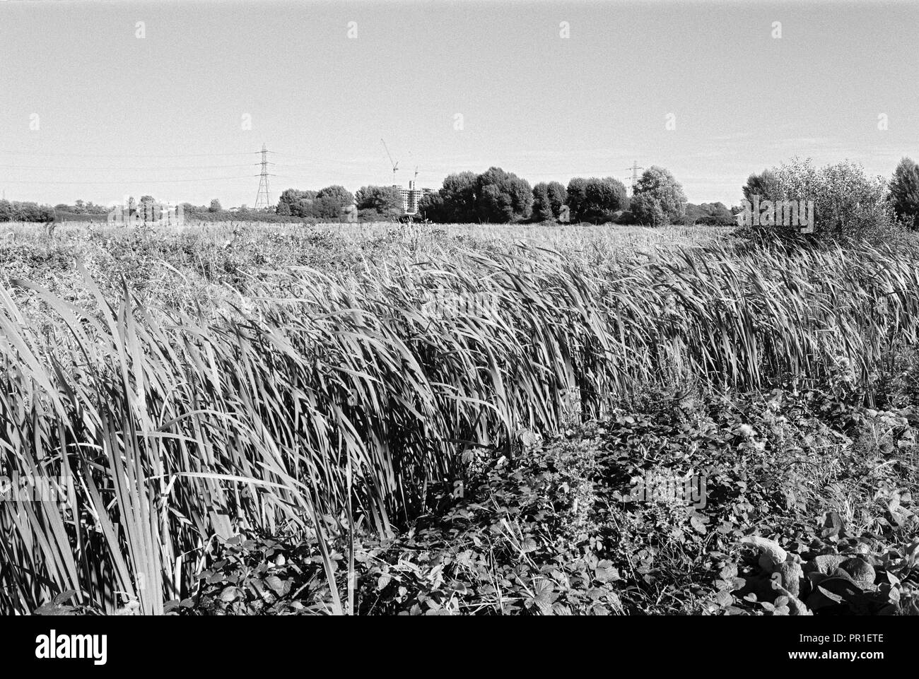 Walthamstow Marshes in summer, in the Lee Valley, North London UK Stock Photo