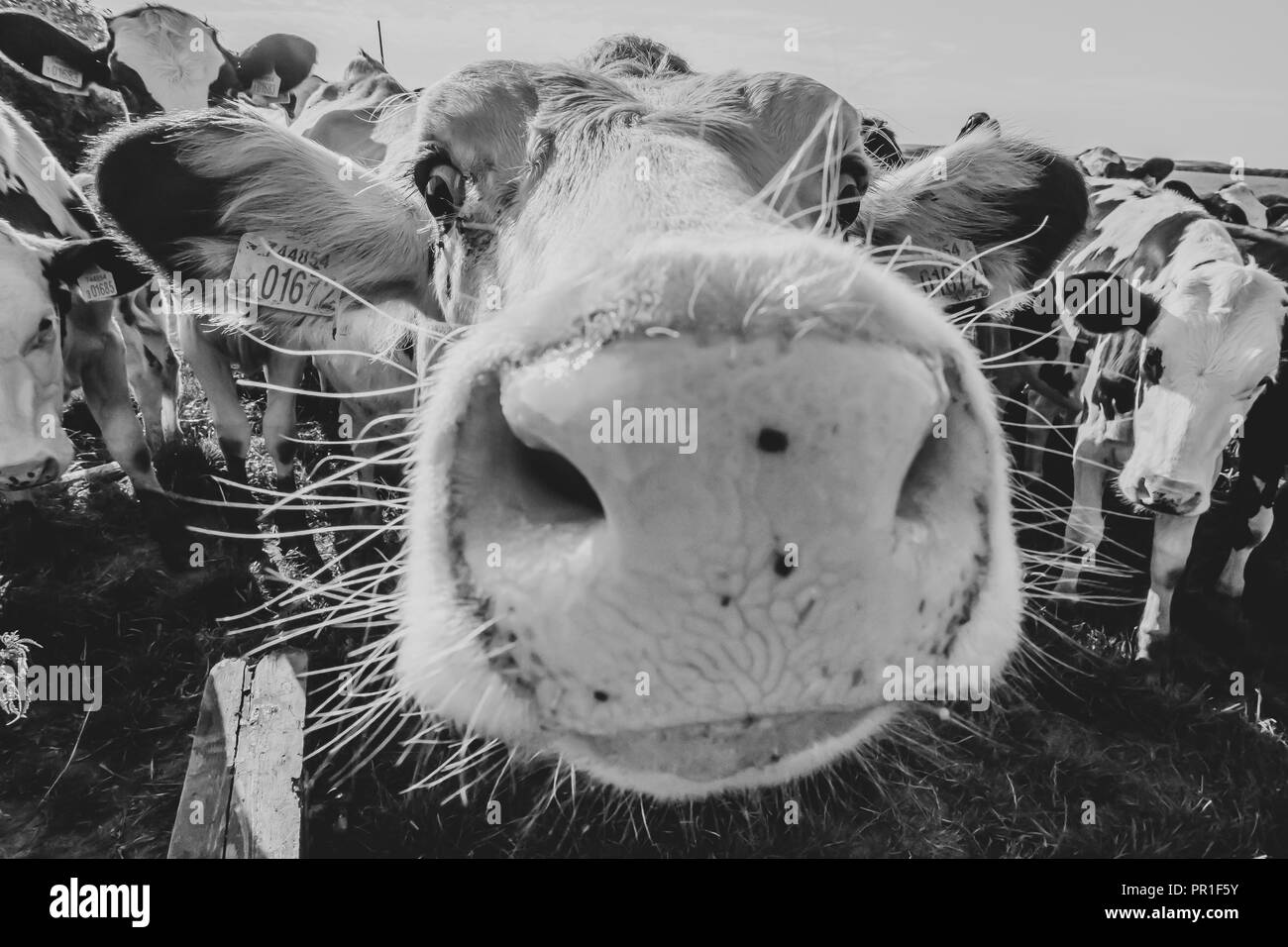 White cow close up portrait on pasture.Farm animal looking into camera with wide angle lens.Funny and adorable animals.Cattle Uk.Big, oversized nose. Stock Photo