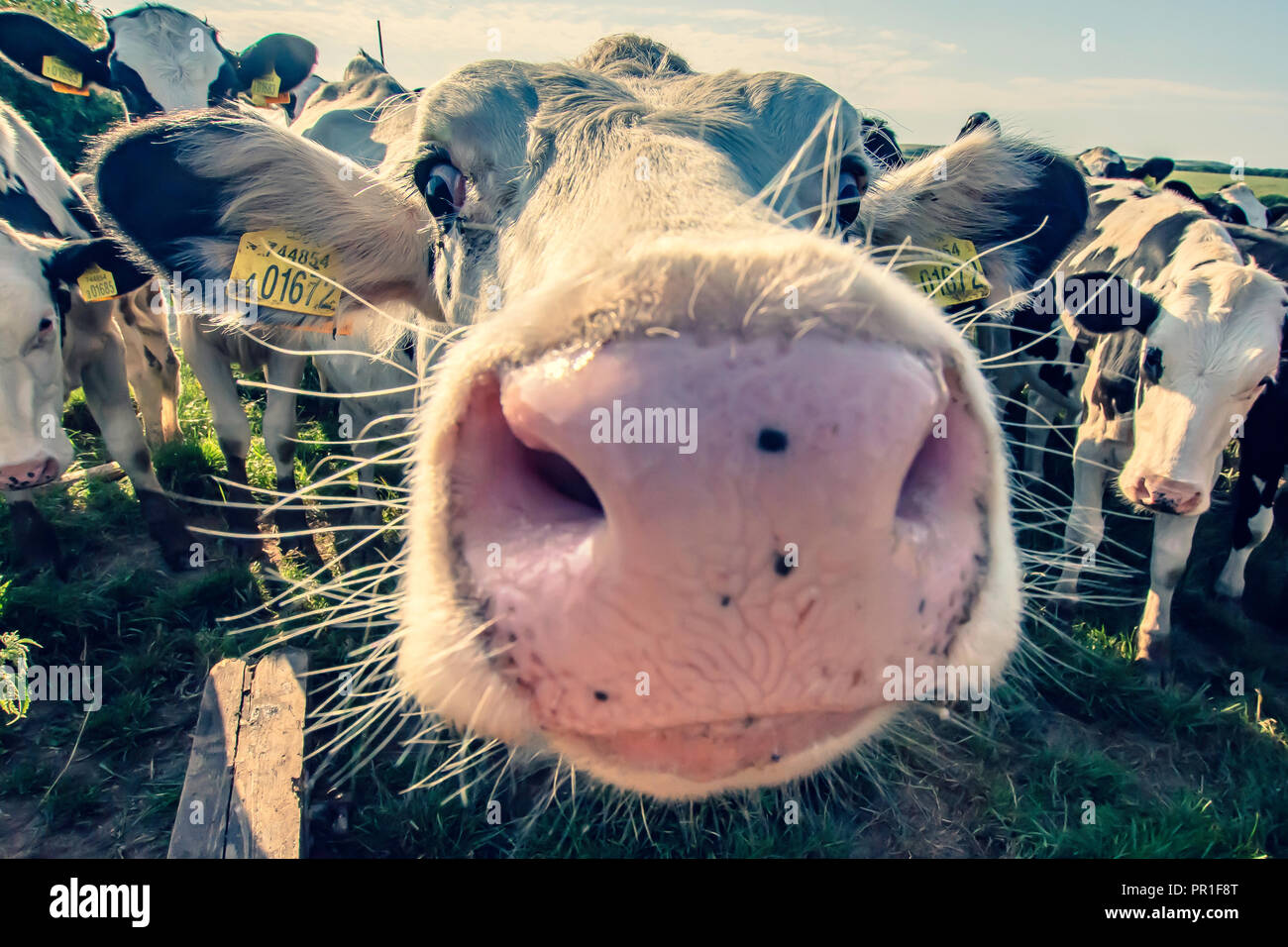 Animal pov hi-res stock photography and images - Alamy Animal pov hi-res stock photography and images - Alamy