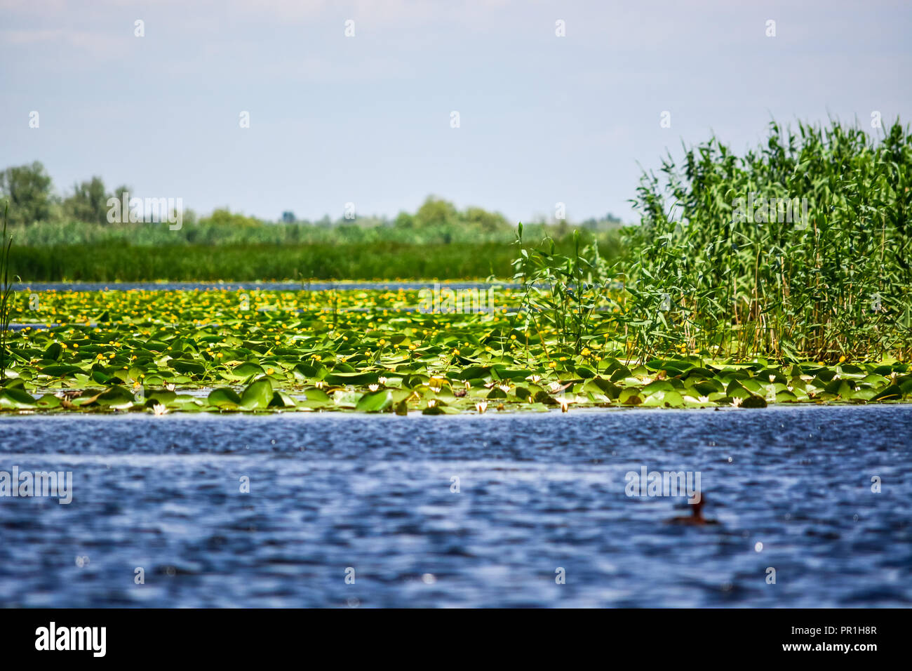 Yellow water lily Stock Photo - Alamy