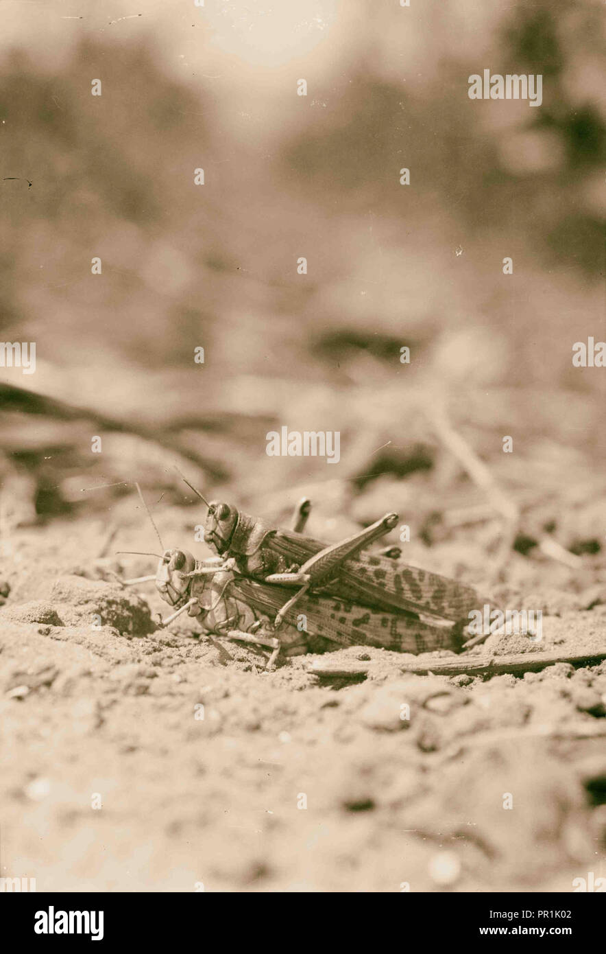 Locust plagues in Palestine. Locust laying her eggs. Showing