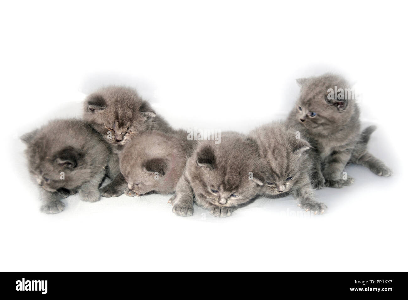 British Short Haired Mum Kittens Stock Photo 220699087 Alamy