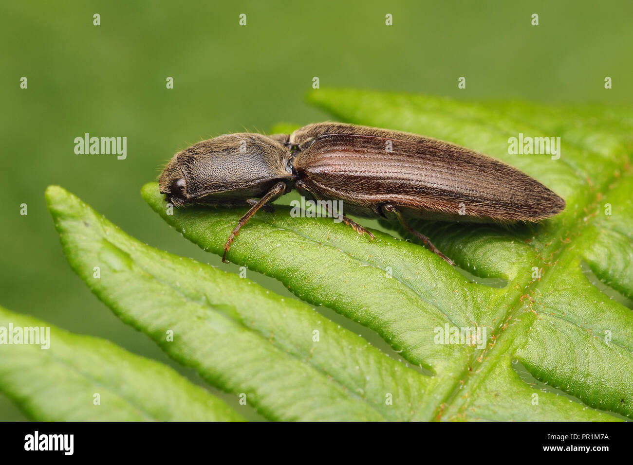 Click Beetle resting on fern. Tipperary, Ireland Stock Photo