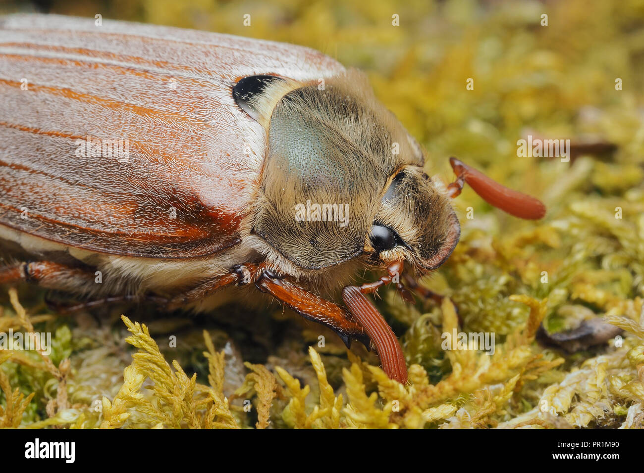 Close up of a common Cockchafer (Melolontha melolontha) on moss. Tipperary, Ireland Stock Photo