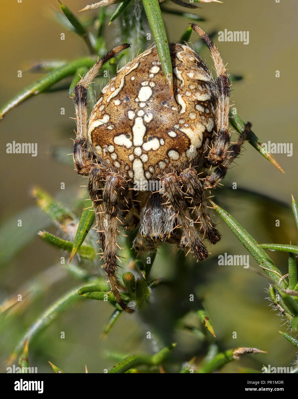 Garden Spider (Araneus diadematus) sitting in gorse bush. Tipperary, Ireland Stock Photo