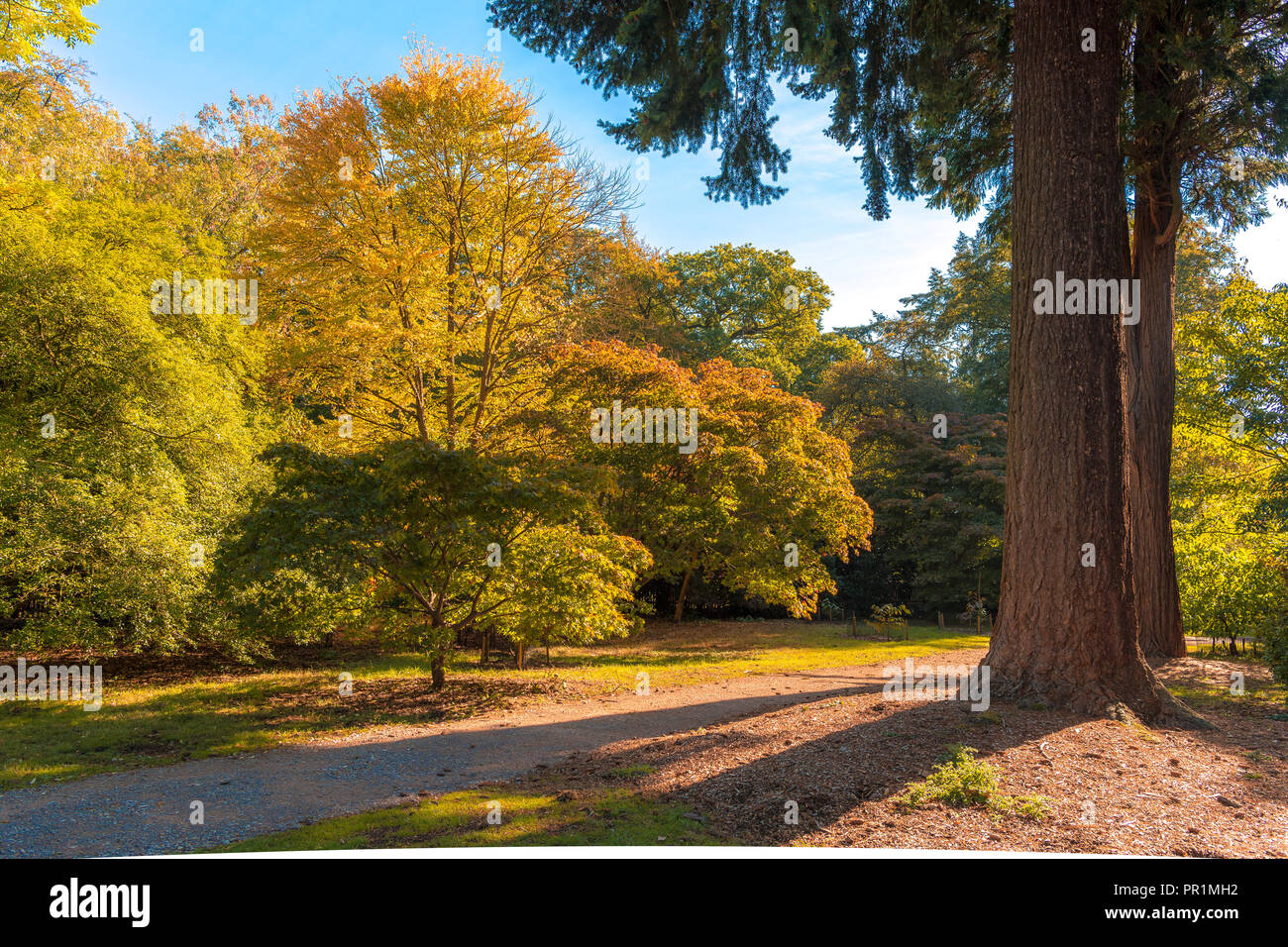 Harcourt Arboretum (Oxford University) UK. Stock Photo
