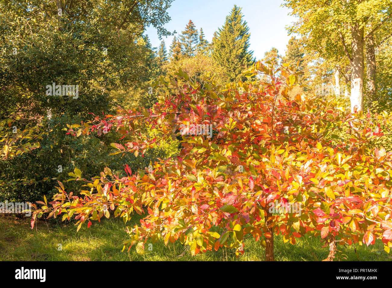 Harcourt Arboretum (Oxford University) UK. Stock Photo